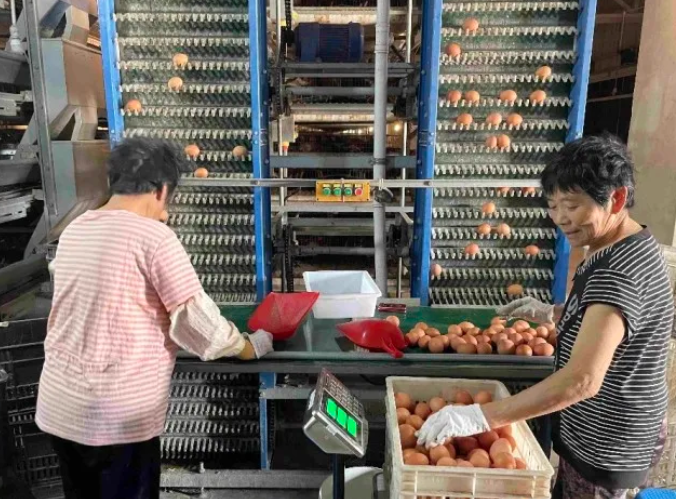 啟東海鴻村村集體入股本土農業企業 借雞生蛋”壯大集體經濟